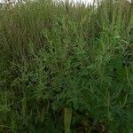 Ambrosia artemisiifolia 果實
