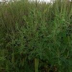 Ambrosia artemisiifolia Плод