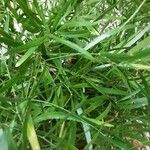Asparagus falcatus 叶