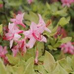 Rhododendron canescens Lorea