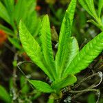 Rhododendron japonicum Leaf