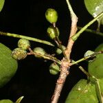 Bursera grandifolia Плод