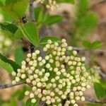 Viburnum prunifolium Leaf