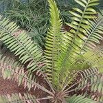Encephalartos pterogonus पत्ता
