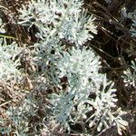 Artemisia maritima Leaf