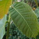 Pometia pinnata Leaf