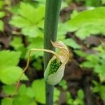 Arisaema dracontium Плод