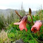 Gentianella cernua