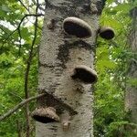 Betula populifolia ফল