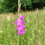 Gladiolus palustris Flor