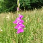 Gladiolus palustris Květ