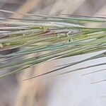 Aristida adscensionis Flower