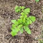 Lactuca floridanaBlad