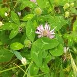 Trifolium medium Folha