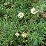 Erigeron karvinskianus Hábito