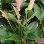 Anthurium spp. Tervik taim