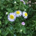 Erigeron annuusCvet