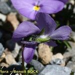 Viola cenisia Écorce