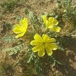 Oenothera primiveris Cvet