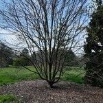 Fagus crenata ശീലം