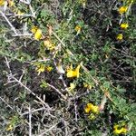 Cytisus arboreus Hoja