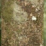 Licania densiflora Bark