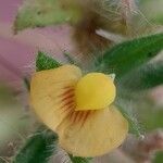 Stylosanthes guianensis Flower