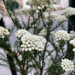 Ozothamnus diosmifolius Λουλούδι