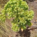 Aeonium urbicumFlor