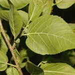 Morus celtidifolia Blatt