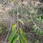 Maclura cochinchinensis Leaf