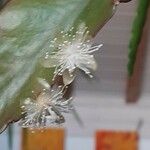 Rhipsalis elliptica Blomst