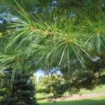 Pinus strobusLeaf