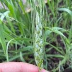 Triticum turgidum subsp. dicoccum (Schrank ex Schübl.) Thell.花