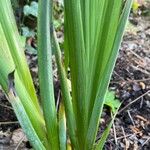 Iris pseudacorus 葉