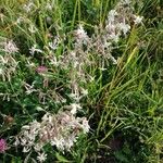Silene italica Kwiat