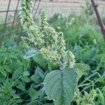 Amaranthus hybridus 葉