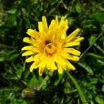 Crepis conyzifolia 花