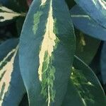 Rhododendron ponticum Leaf