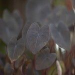 Colocasia esculenta Folla