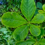 Rhododendron schlippenbachii Leaf