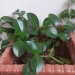 Peperomia magnoliifoliaЛіст