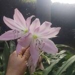 Crinum moorei Lorea