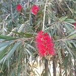 Callistemon viminalis Blomma