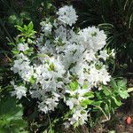 Rhododendron simsii Vekstform