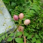 Bergera koenigii Fruit