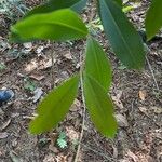 Cratoxylum formosum Hoja