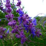 Trichostema lanatum Flor