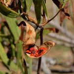 Acacia cyclops Ffrwyth