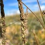 Plantago eriopoda Květ